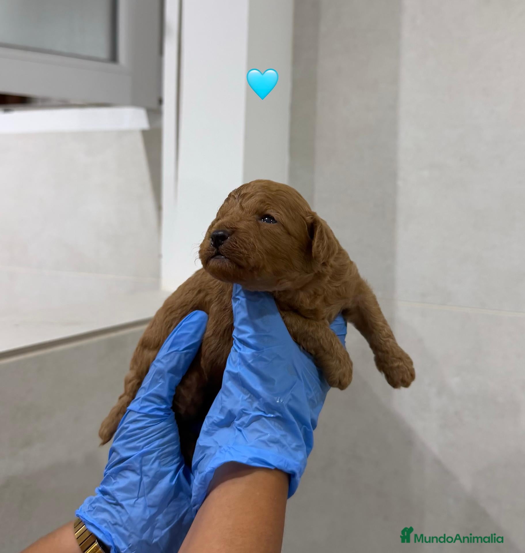 Goldendoodle perros GOLDENDOODLE ✅ ¡RESÉRVALO! - Anuncio 1