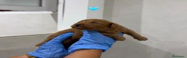 TORIBIO