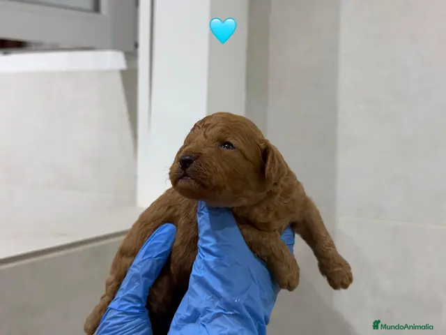 Goldendoodle perros GOLDENDOODLE ✅ ¡RESÉRVALO! - Anuncio 15