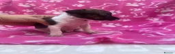 Raza Mixta perros en venta: PRECIOSA PAREJA leer bien anuncio  - Anuncio 4