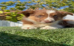 Border Collie perros en venta: BORDER COLLIE HEMBRA - Anuncio 18