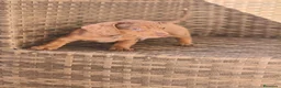 Teckel Miniatura perros en venta: Teckel Mini Arlequín macho ojos claros - Anuncio 6