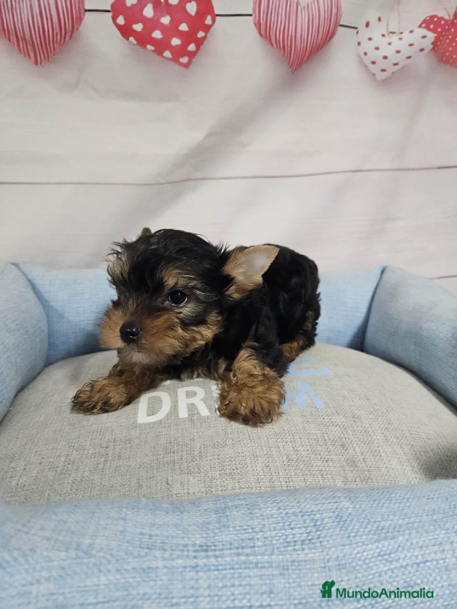 Yorkshire Terrier perros Cachorritos de Yorkshire Terrier en Venta ❤️🐶 - Anuncio 1