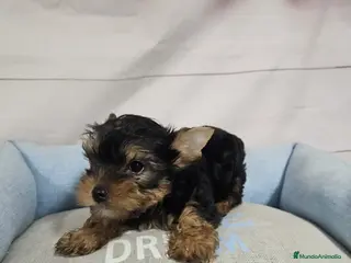 Yorkshire Terrier perros Cachorritos de Yorkshire Terrier en Venta ❤️🐶 - Anuncio 1