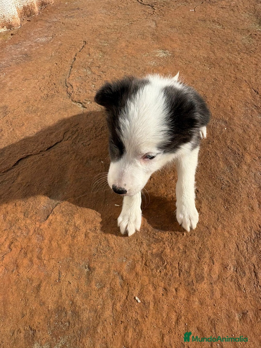 Border Collie perros en venta: Última Border collie hembra  - Anuncio 13