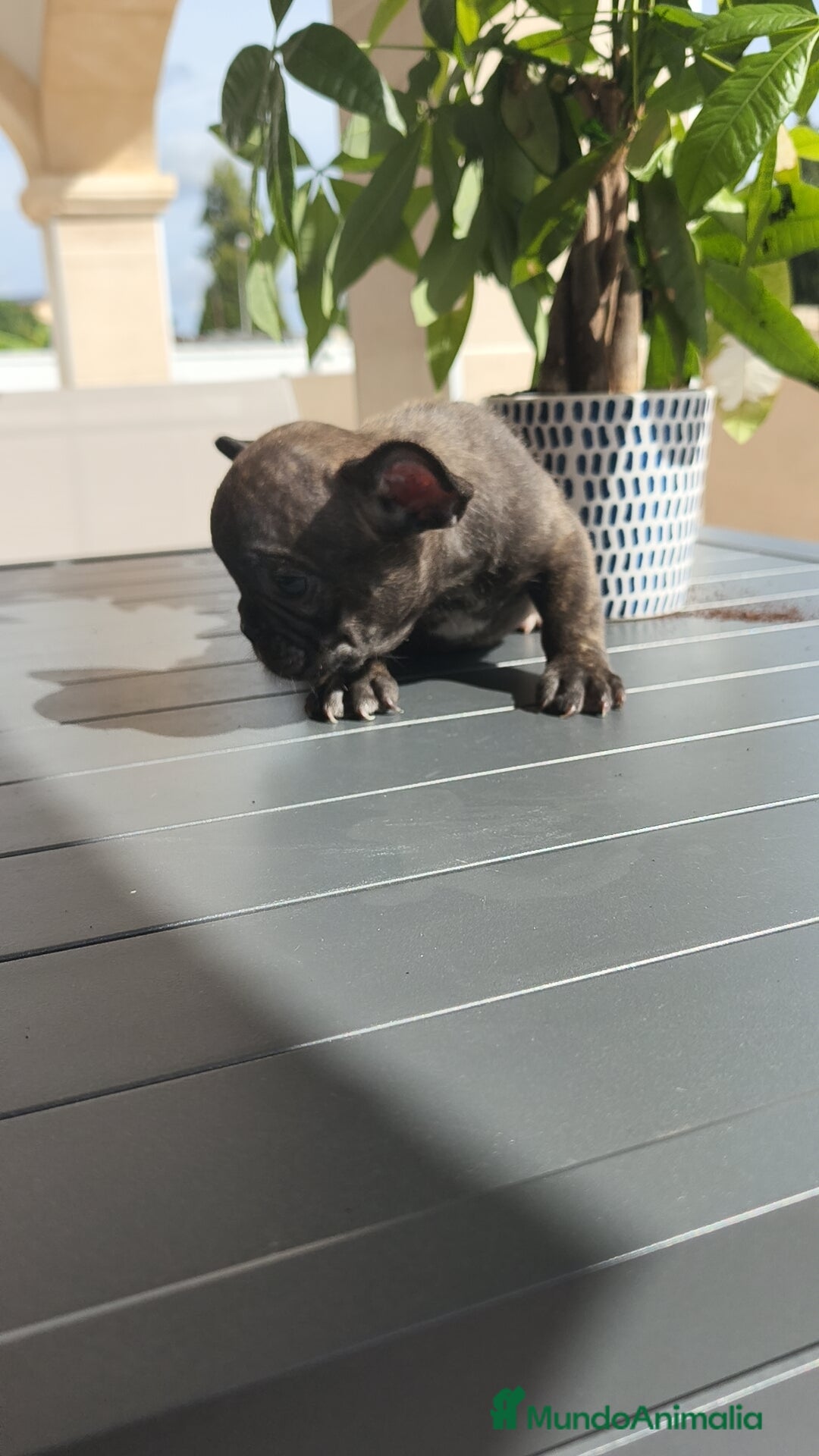 Bulldog Francés perros en venta: Bulldog Francés macho y hembra  - Imagen 5