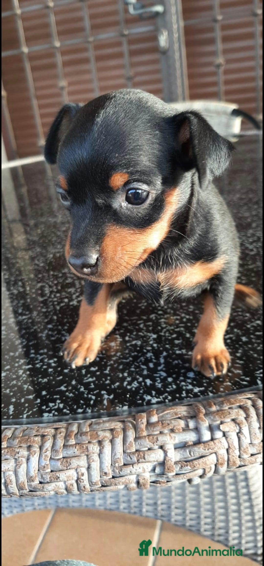 Pinscher Miniatura perros en venta: Pinscher MICRO hembra - Imagen 2