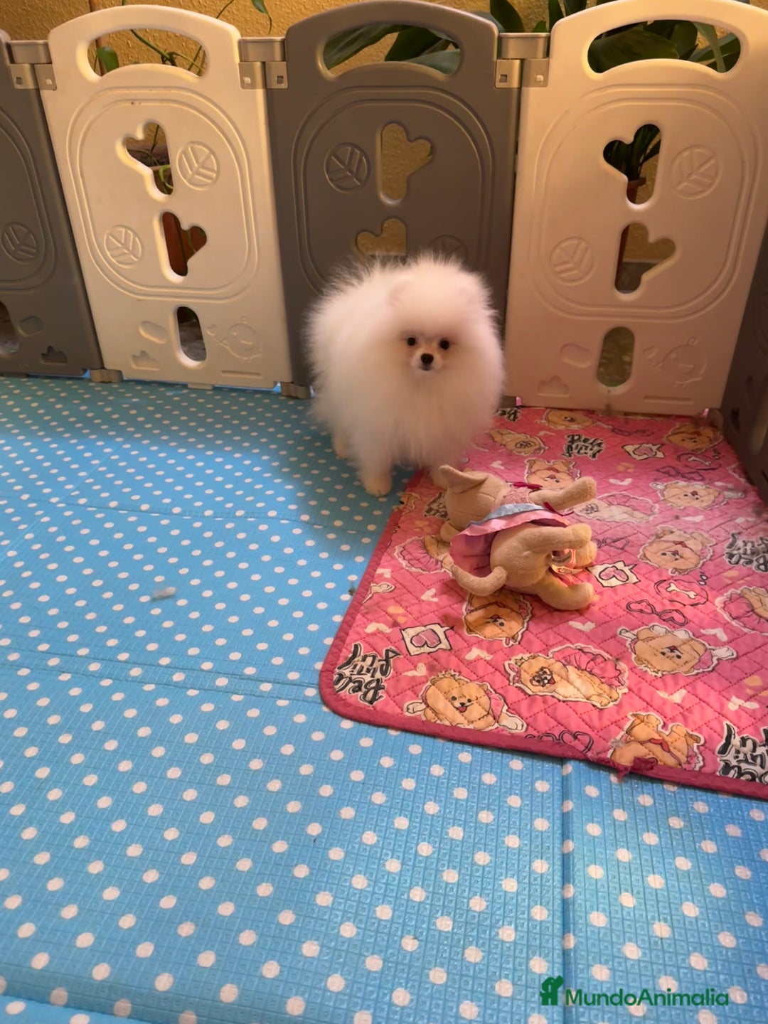 Pomerania perros en venta: Pomerania macho mini - Anuncio 2