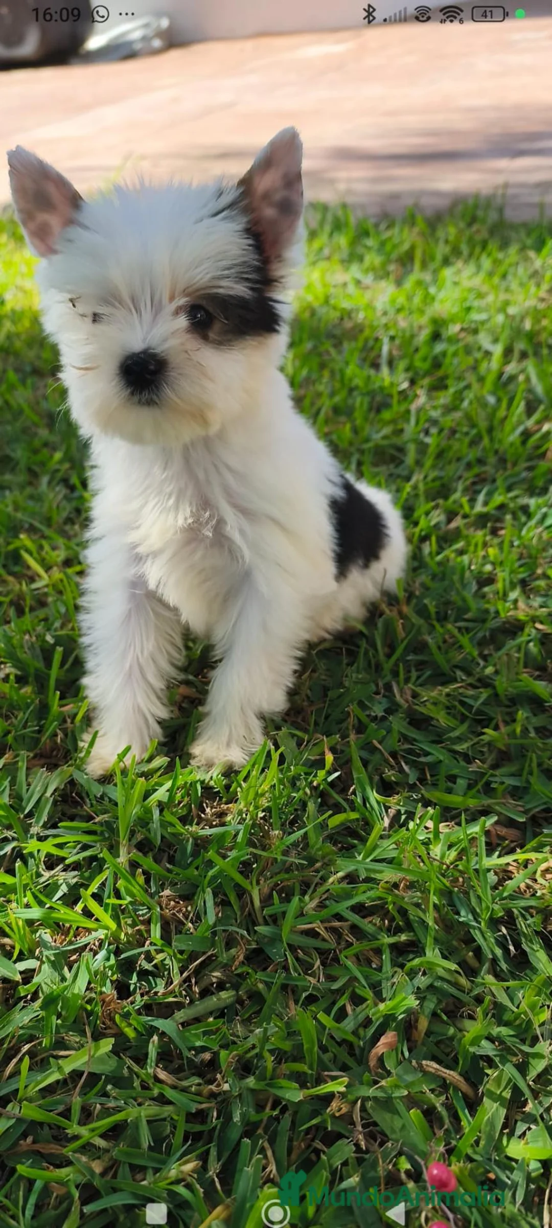 Biewer Yorkshire Terrier a la Pom Pon perros en venta: Disponible Yorkshires biewer de calidad  - Anuncio 1