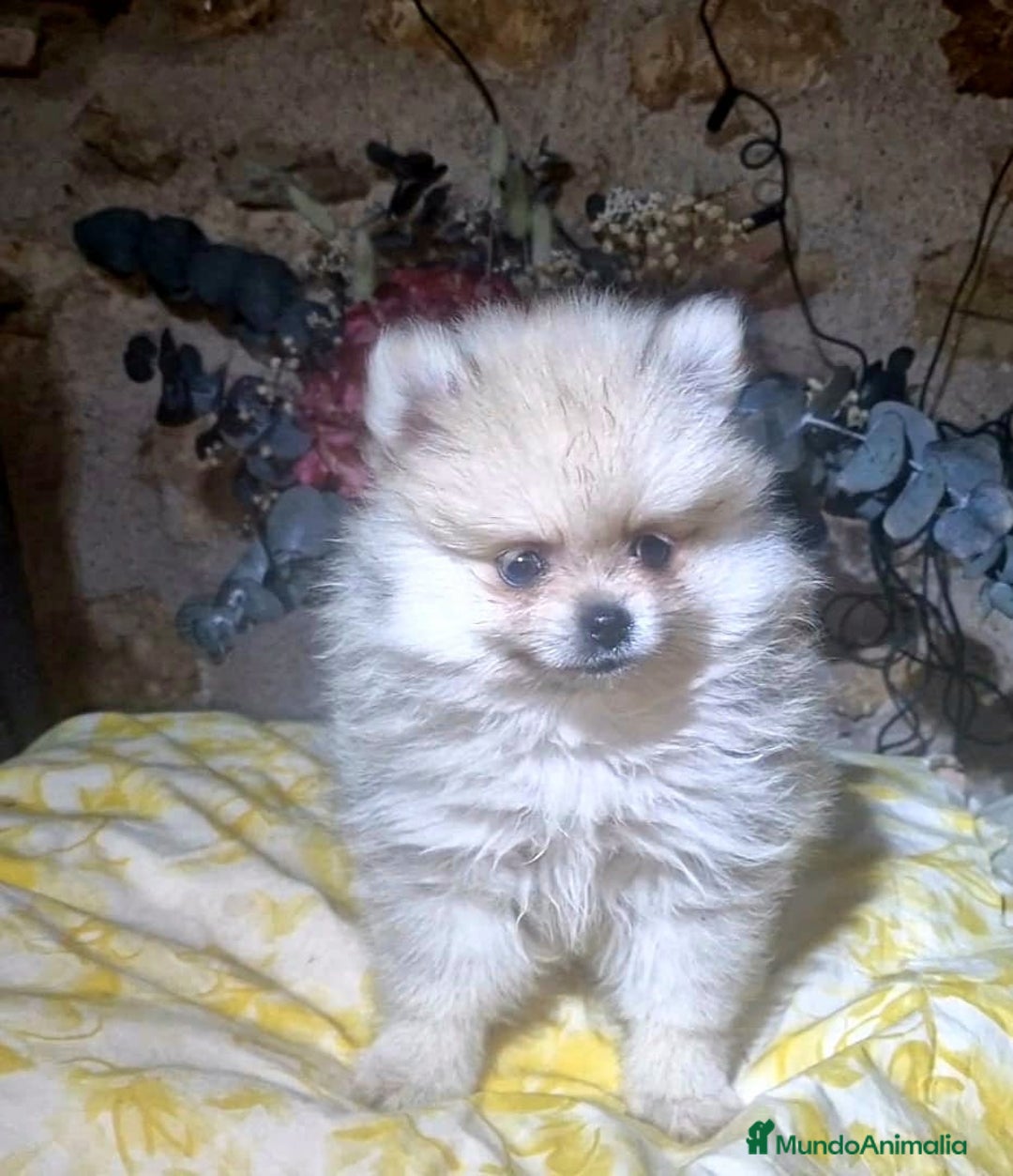 Pomerania perros en venta: Pomerania 50% linea rusa - Imagen 5