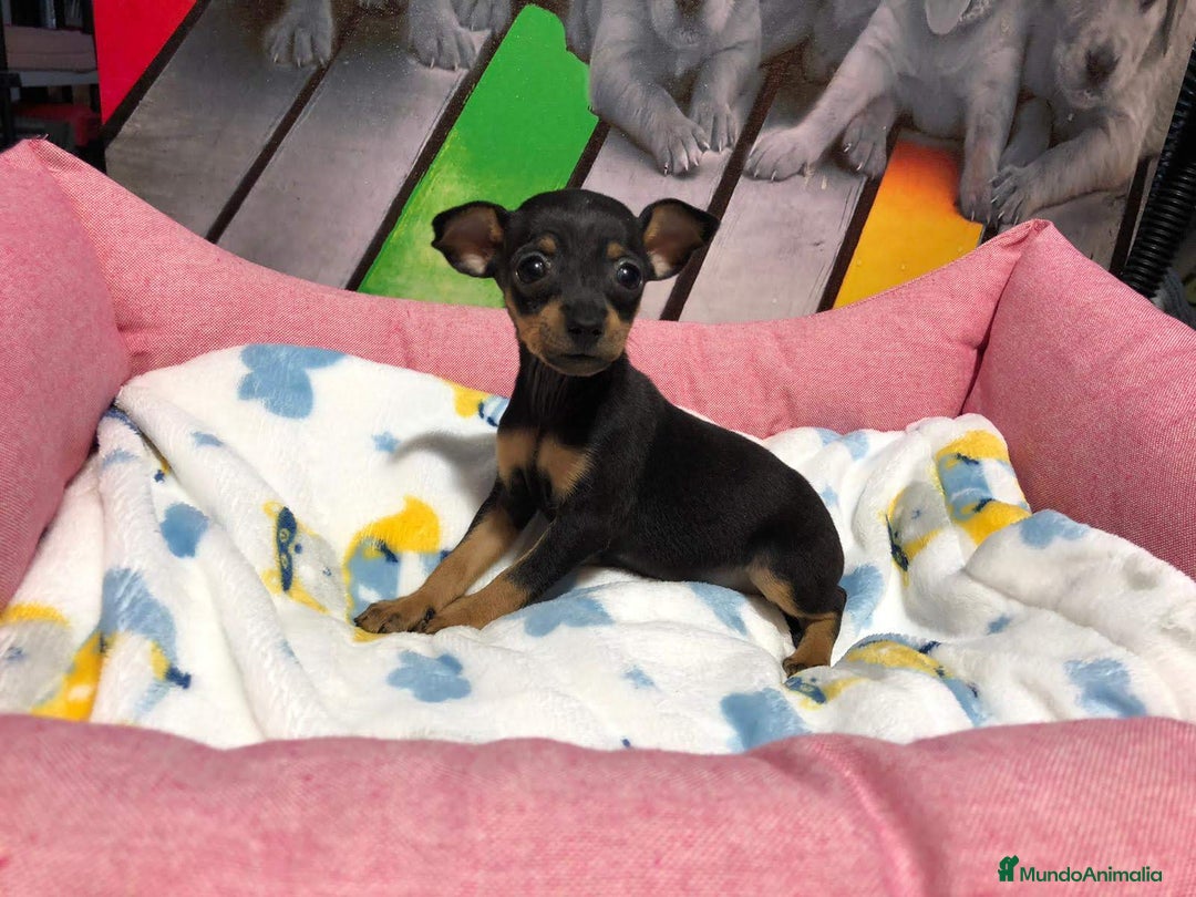 Pinscher Miniatura perros en venta: Pinscher miniatura  - Imagen 1