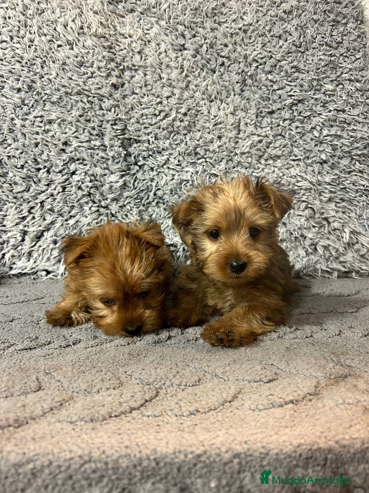 Raza Mixta perros en venta: Yorkipoo - Anuncio 4