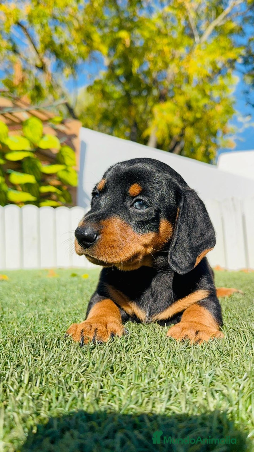 Teckel Miniatura perros en venta: TECKEL MINIATURA - Anuncio 24