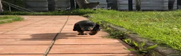 Teckel Miniatura perros en venta: Teckel miniatura negro fuego  - Anuncio 1