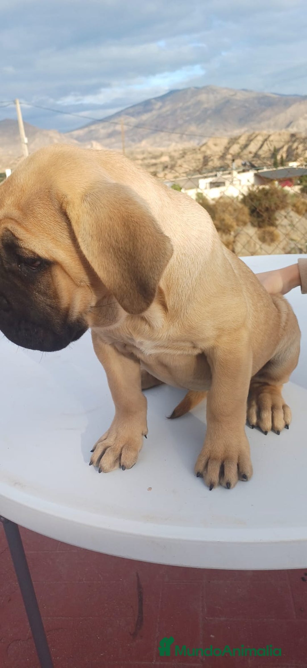 Cane Corso perros en venta: Cane Corso  - Anuncio 5