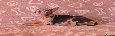 Pinscher Miniatura 2