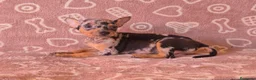 Pinscher Miniatura perros en venta: Pincher Miniatura Merles azul - Anuncio 4