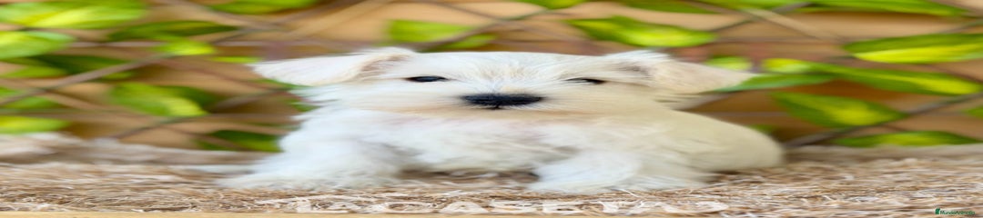 Schnauzer Miniatura Cachorro 3582