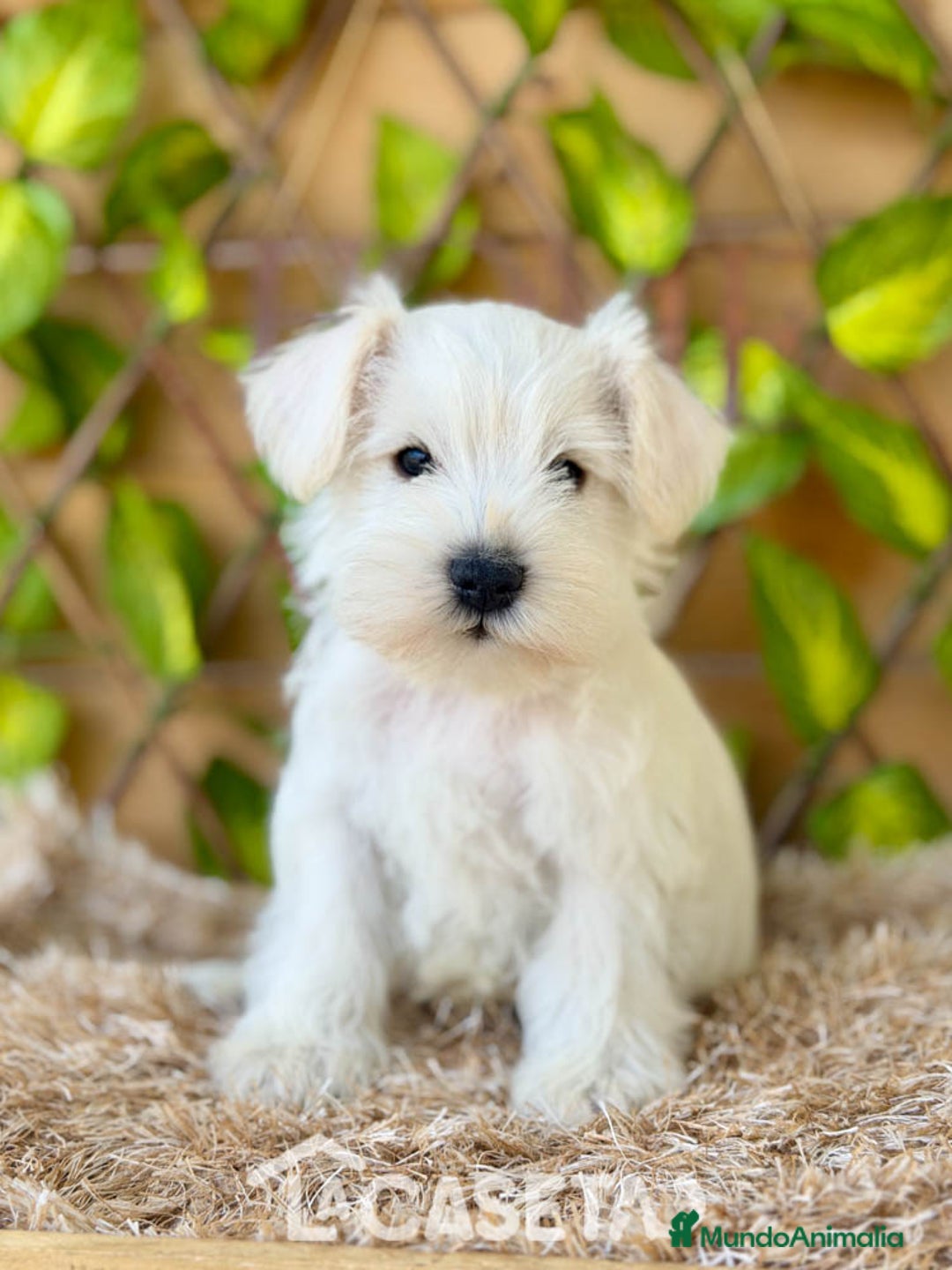Schnauzer Miniatura perros en venta: Camada de Dalila - Imagen 3