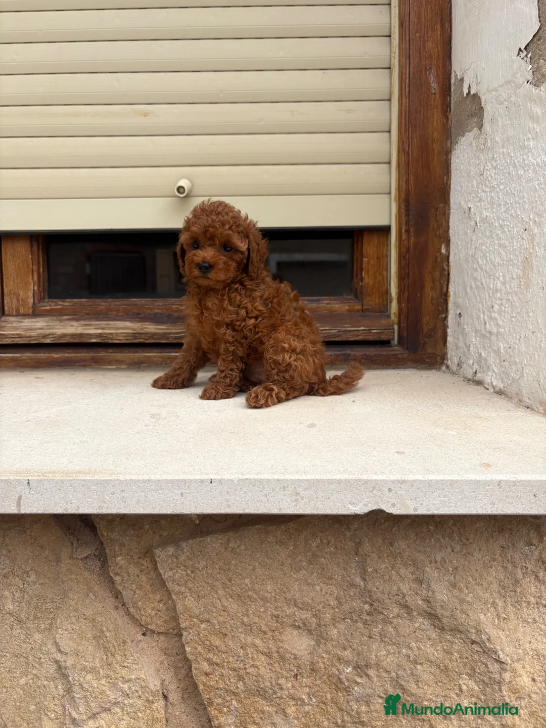 Caniche Toy perros en venta: Caniche Toy hembra  - Anuncio 4