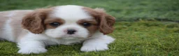 Cavalier King Charles Spaniel perros en venta: cachorro calidad compañia - Anuncio 5