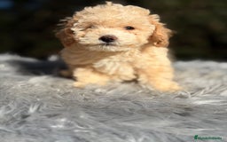 Caniche Toy perros en venta: Caniche Toy Apricot  - Anuncio 5