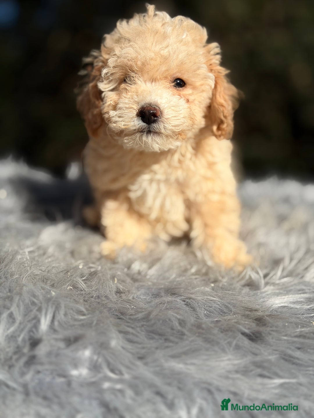 Caniche Toy perros en venta: Caniche Toy Apricot  - Anuncio 5