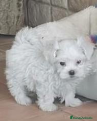 Bichón Maltés perros CACHORROS DE BICHÓN MALTES - Anuncio 2