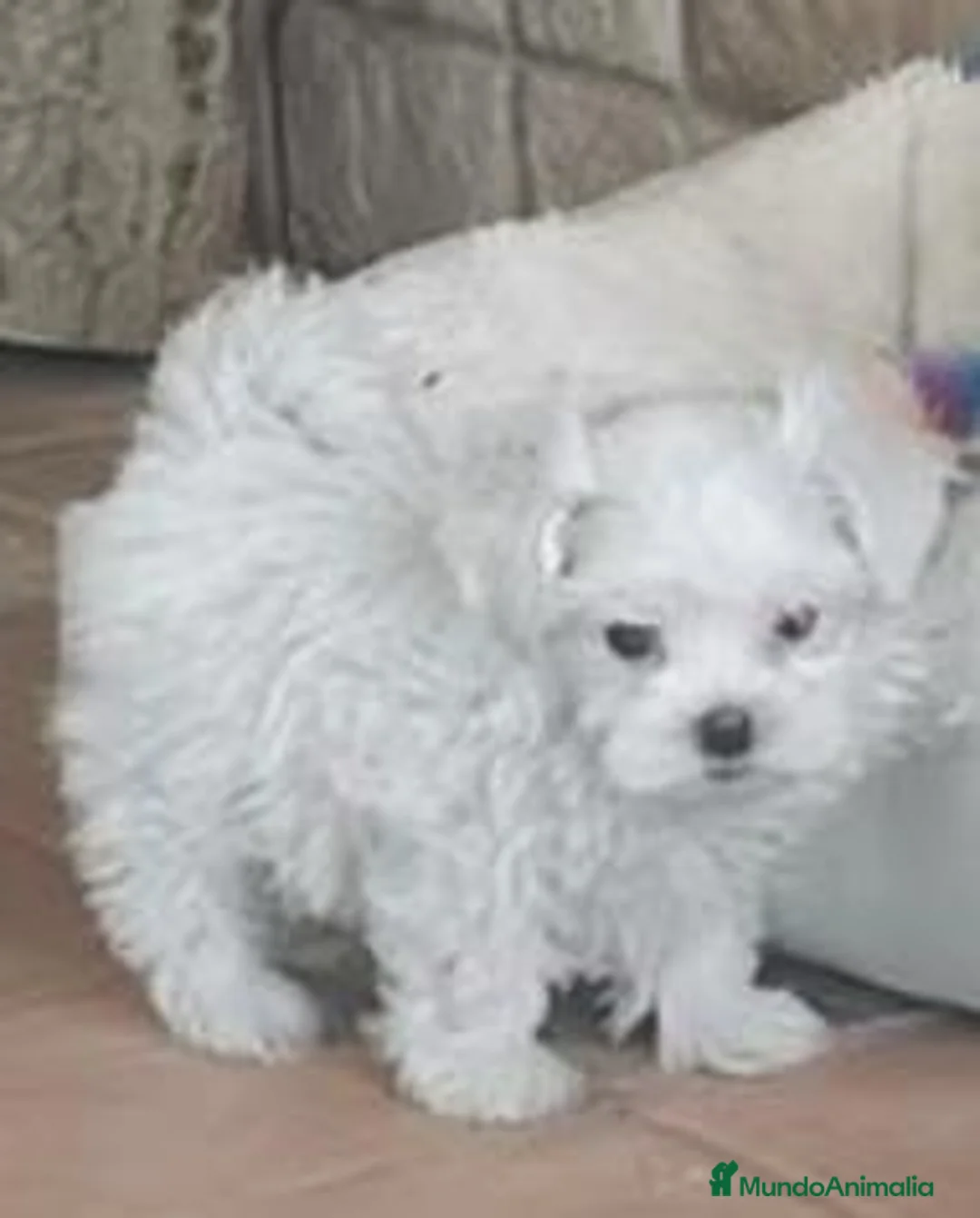 Bichón Maltés perros en venta: CACHORROS DE BICHÓN MALTES - Anuncio 2