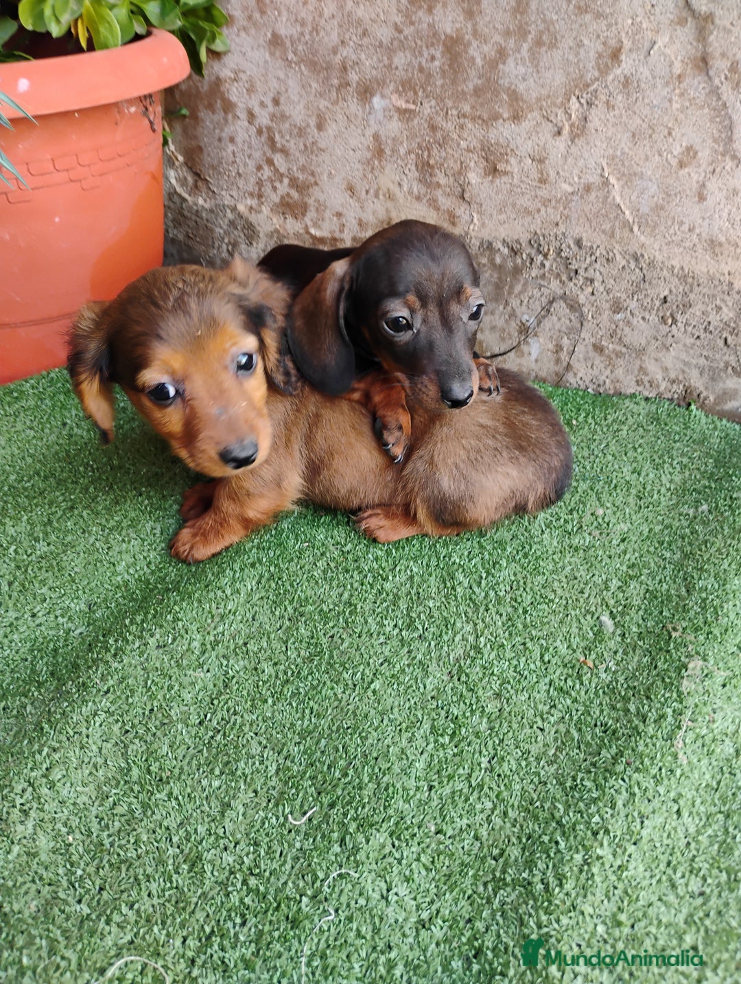 Teckel perros en venta: Machitos teckel miniatura  - Anuncio 5
