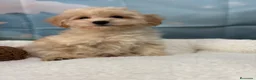 Maltipoo perros en venta: Maltipoo macho fotos reales y actuales !! - Anuncio 4