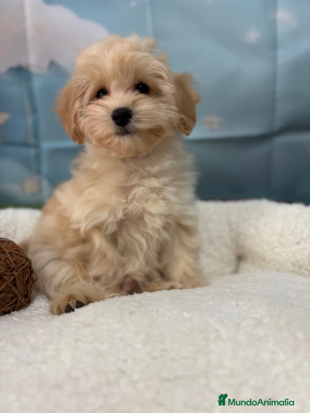 Maltipoo perros en venta: Maltipoo macho fotos reales y actuales !! - Anuncio 4
