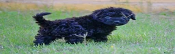 Perro de Agua Español perros en venta: PERRO DE AGUA  - Anuncio 25