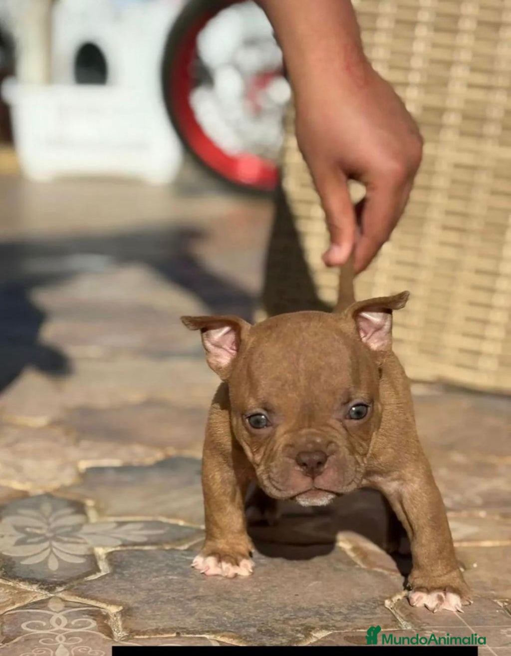 American Bully perros Américan Bully - Anuncio 1