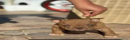 American Bully perros en venta: Américan Bully - Anuncio 1