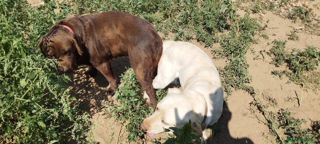 Labrador Retriever perros en venta: Cachorros de Labrador  - Anuncio 9