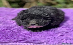 Maltipoo perros en venta: Maltipoo negro - Imagen 5