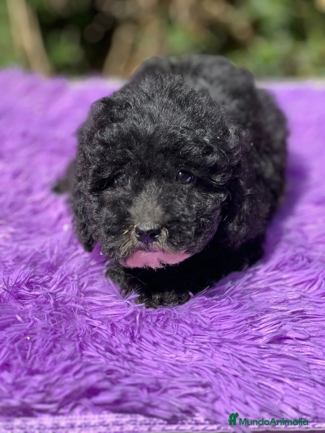 Maltipoo perros en venta: Maltipoo negro - Anuncio 5