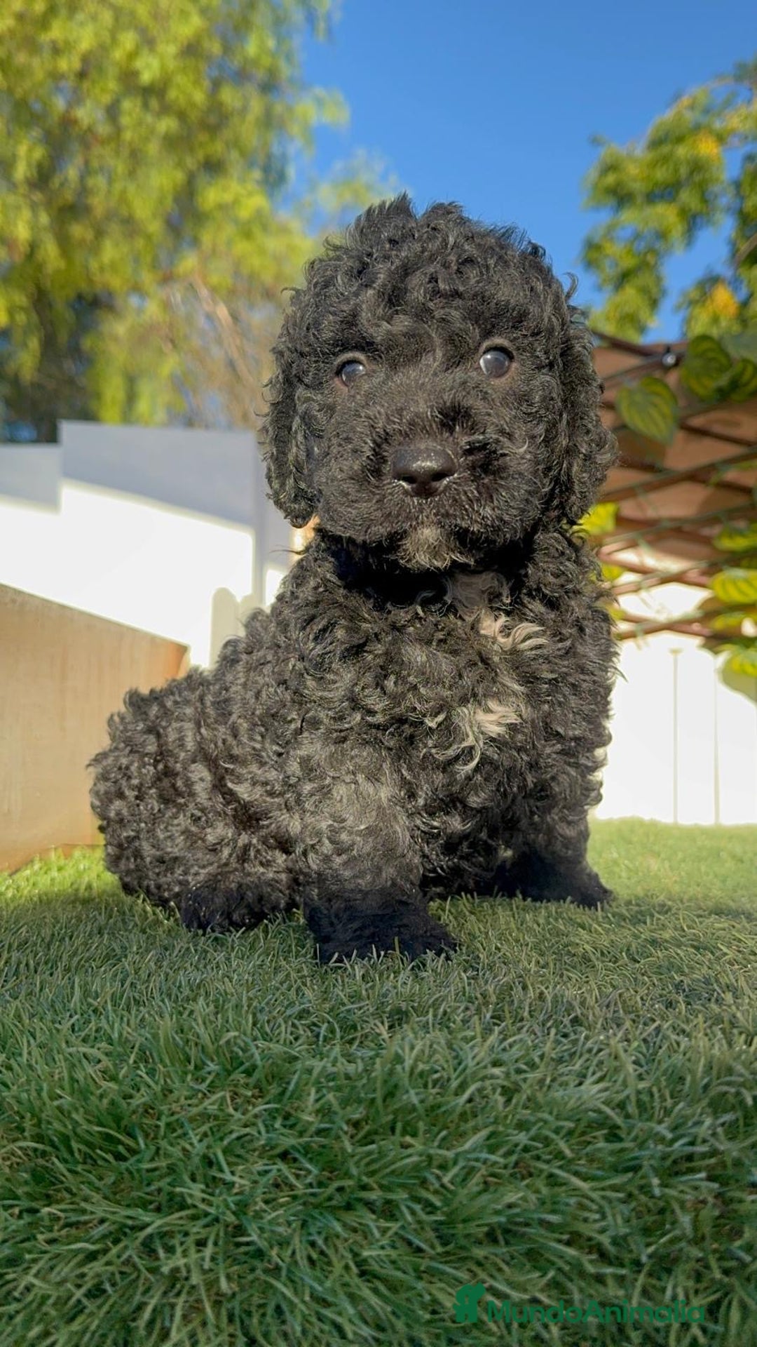 Perro de Agua Español perros en venta: PERRO DE AGUA ESPAÑOL - Imagen 12