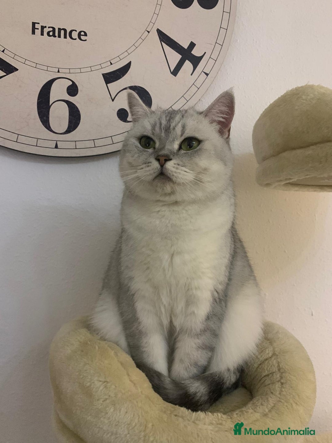 Británico de Pelo Corto gatos en venta: British shorthair - Anuncio 11