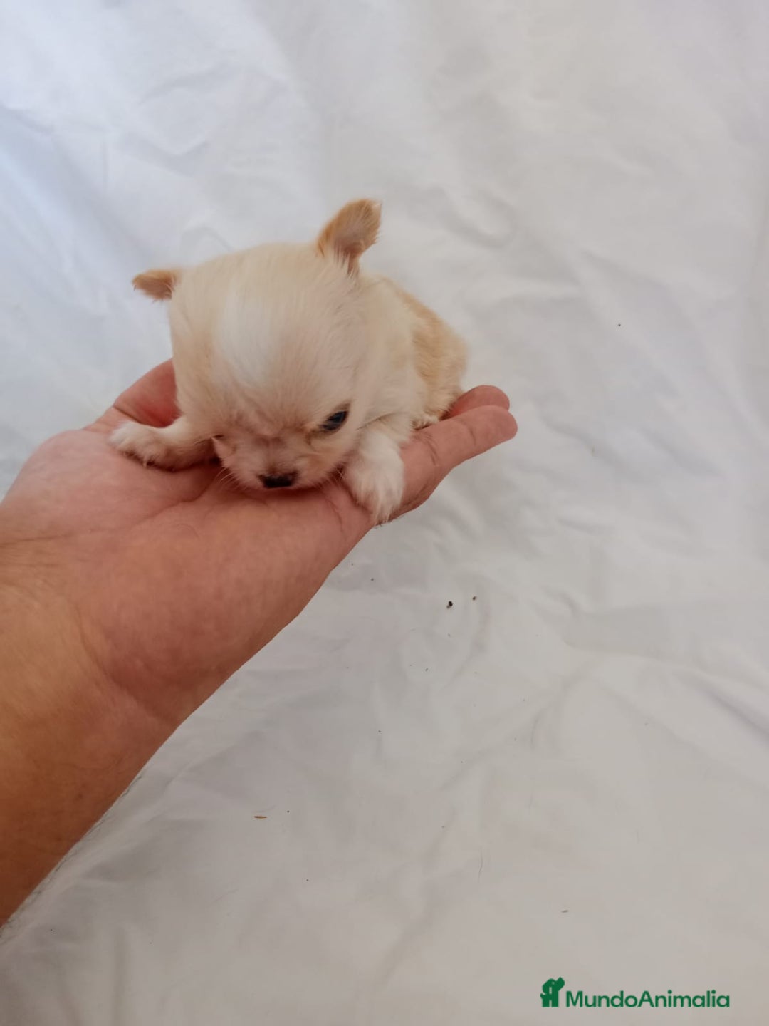 Chihuahua perros en venta: IMPRESIONANTE  CHIHUAHUA   LINEA  TOY  - Anuncio 12