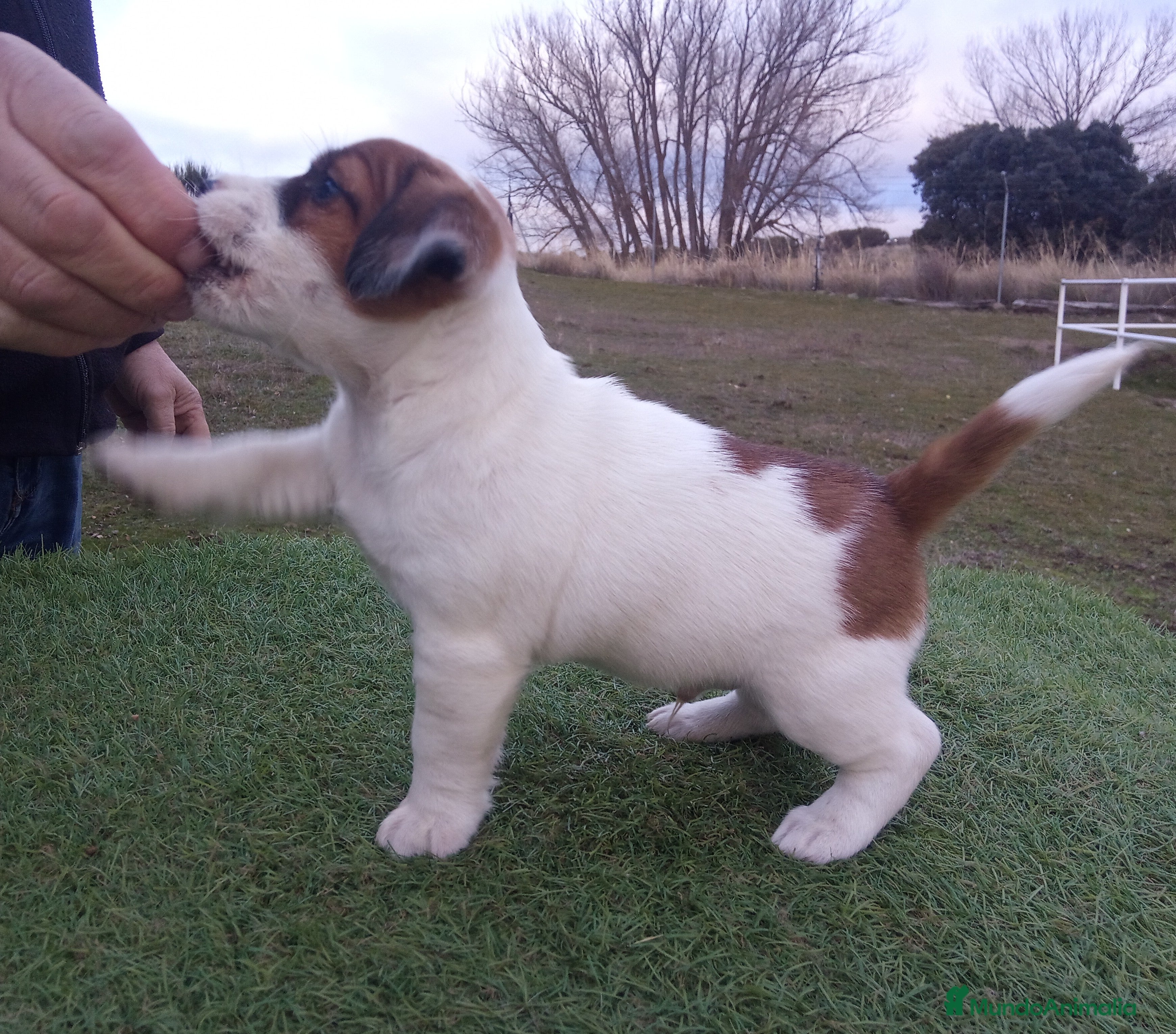 Jack Russell Terrier perros Camada de Jack Russell terrier - Anuncio 12