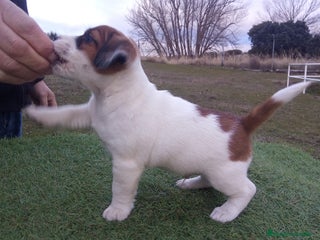 Jack Russell Terrier perros Camada de Jack Russell terrier - Anuncio 12