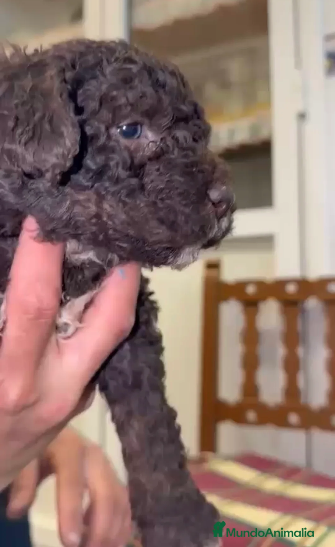 Perro de Agua Español perros en venta: Última cachorra chocolate disponible!! en Sevilla - Anuncio 3