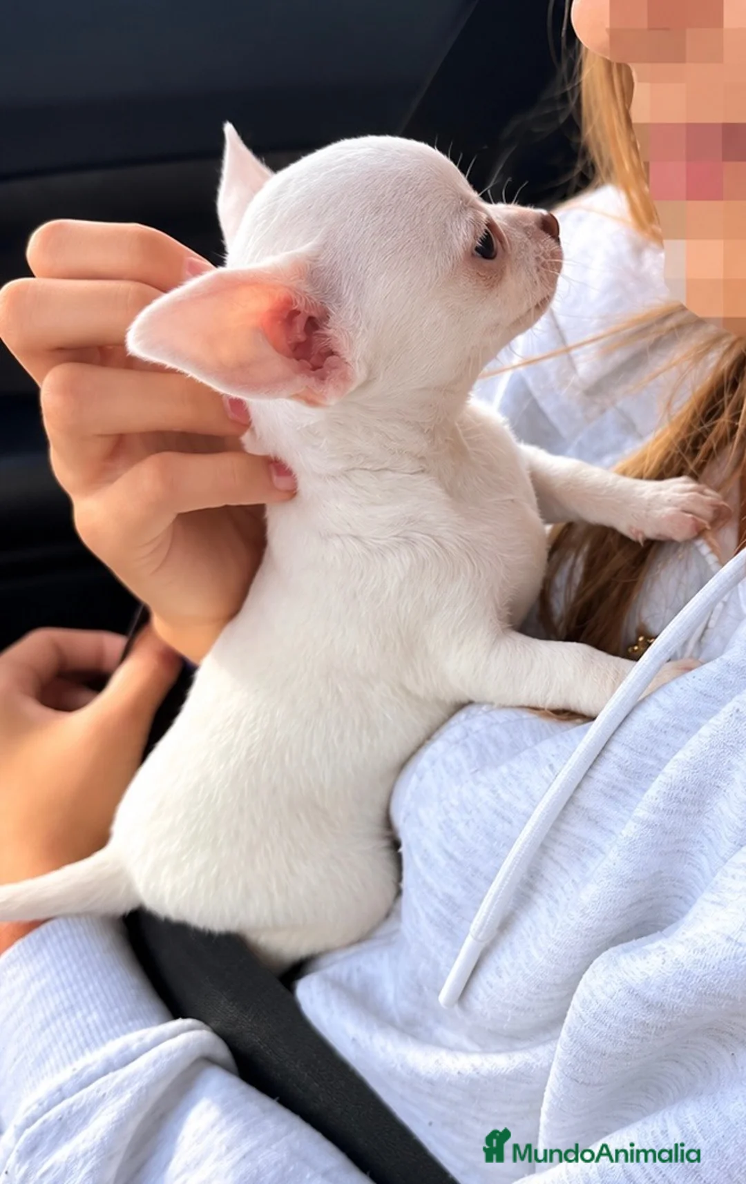 Chihuahua perros en venta: Cachorros chihuahuas blancos 🤍 - Anuncio 1