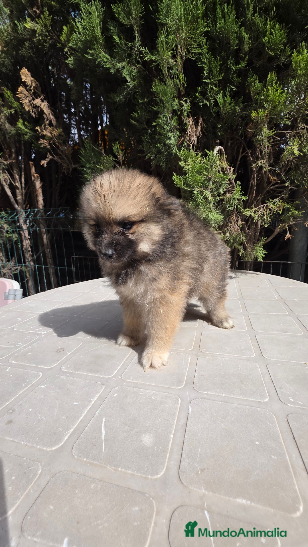 Spitz pequeño - Kleinspitz perros en venta: Spitz pequeño  - Imagen 2