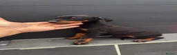 Dobermann perros en venta: Doberman o Dobermann - Anuncio 8