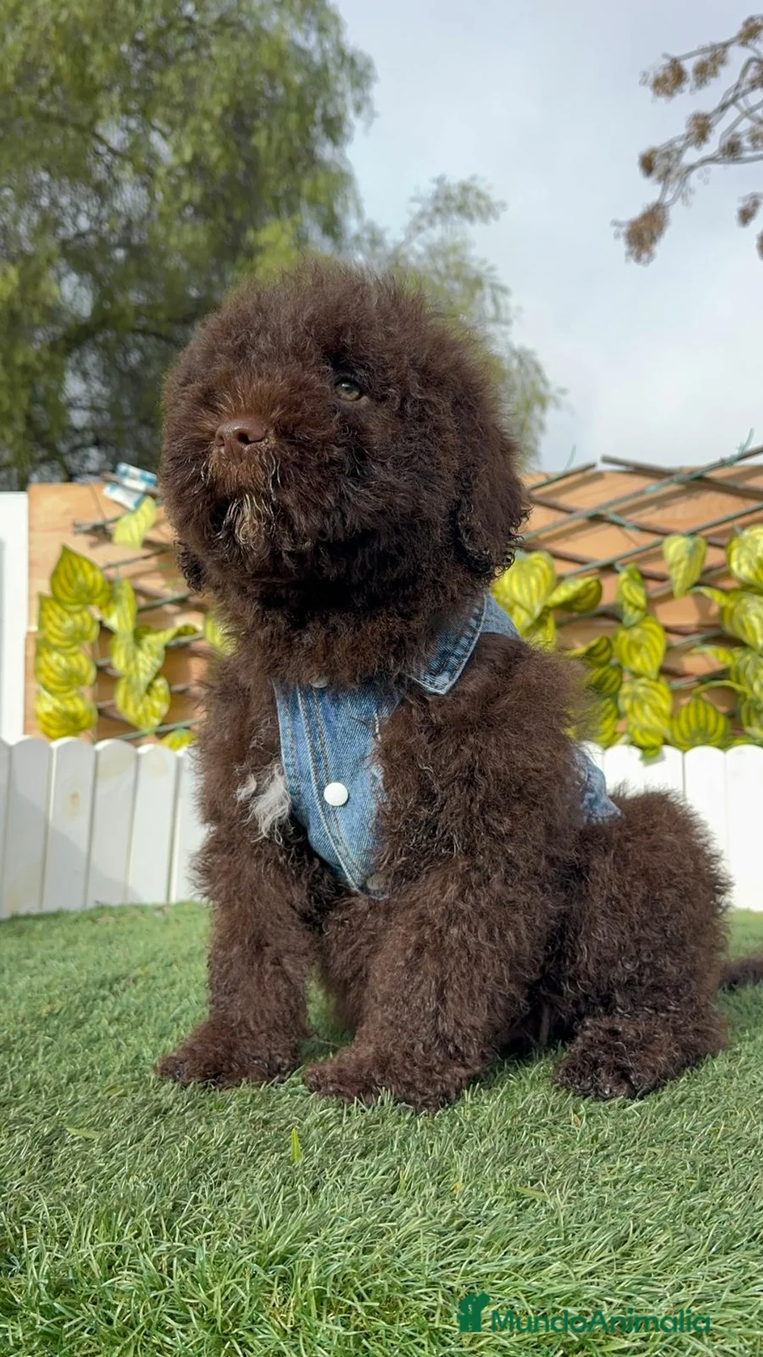 Perro de Agua Español perros en venta: PERRO DE AGUA  - Anuncio 13