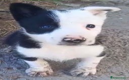 Border Collie perros en venta: Border collie machos - Imagen 4