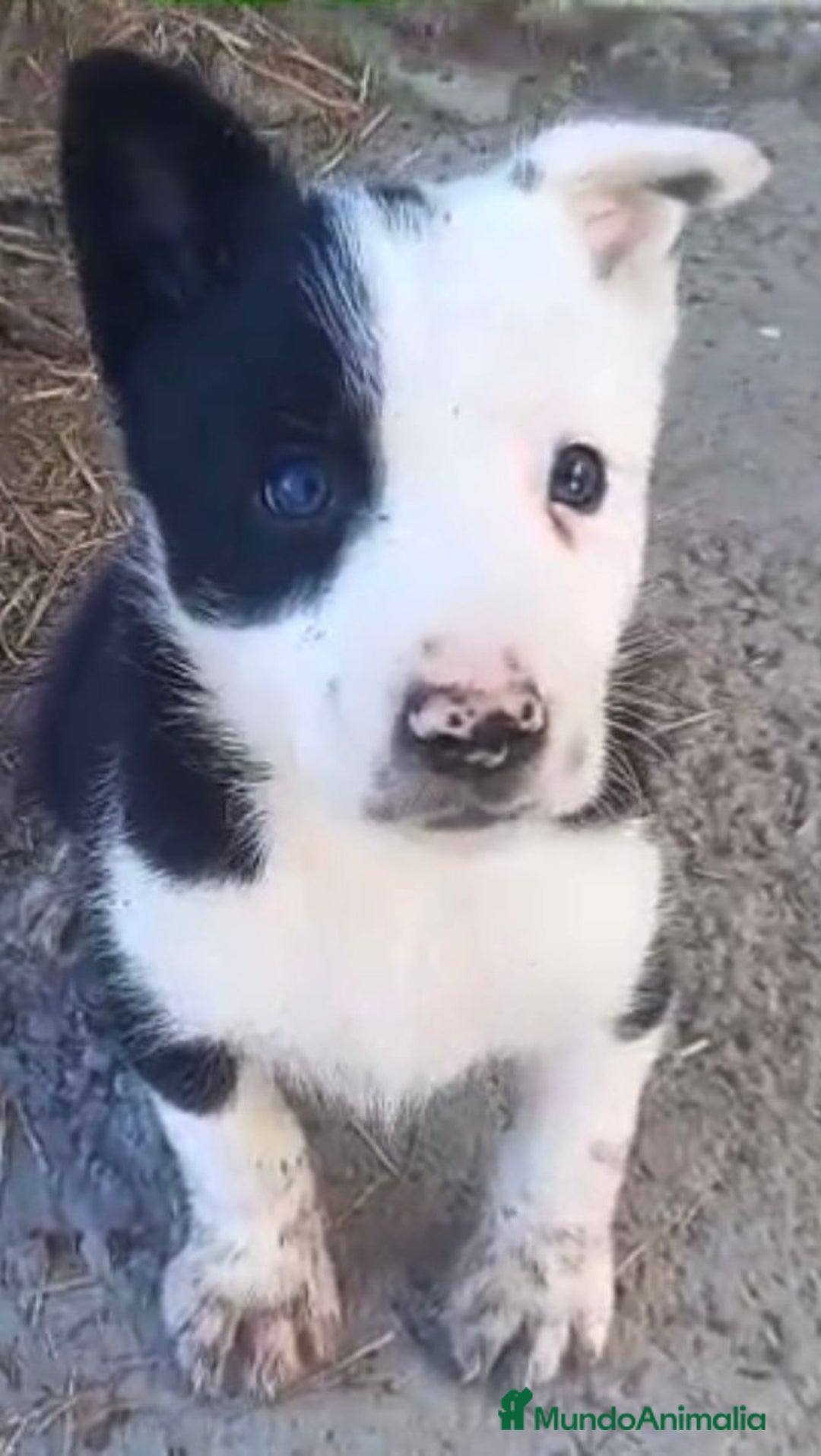 Border Collie perros en venta: Border collie machos - Imagen 4